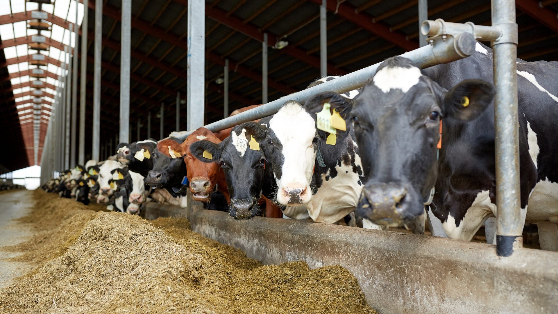 AG Lending Dairy Farming